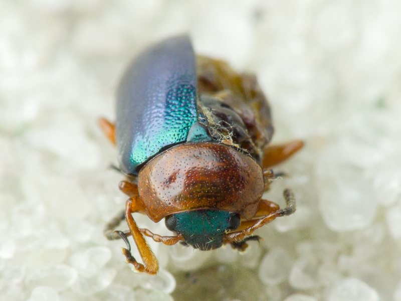 Gastrophysa polygoni (Linnaeus, 1758)